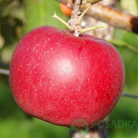 картинка Яблоня Дискавери 