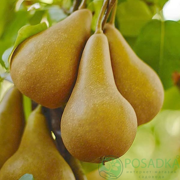 картинка Груша Бере Боск 