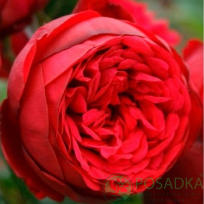 картинка Роза чайно-гибридная Ред Пиано 