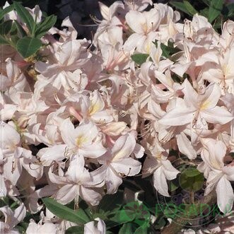 картинка Рододендрон падуболистный White Lights  картинка Рододендрон падуболистный White Lights