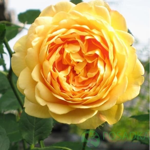 картинка Роза английская Голден Селебрейшен С2 