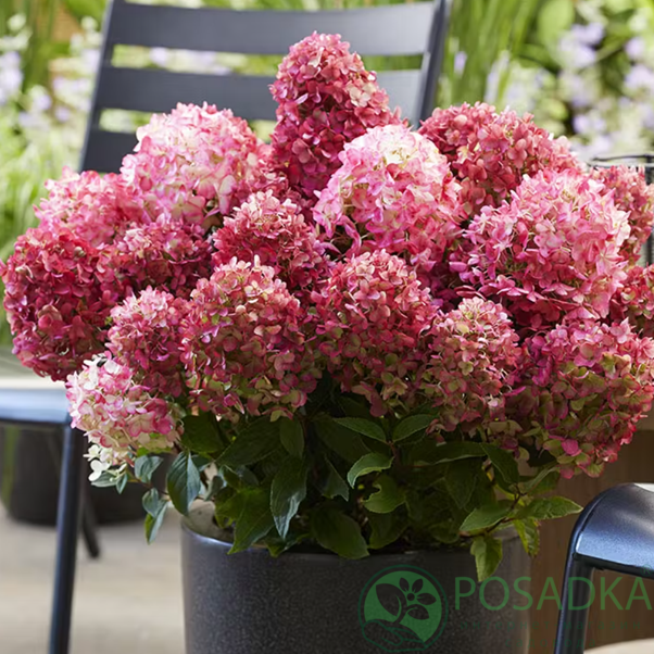 картинка Гортензия метельчатая Living Little Rosy 