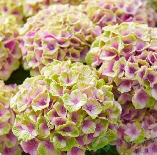 картинка Гортензия крупнолистная Magical Jewel Pink (Джевел Пинк) 
