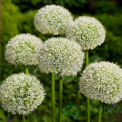 картинка Аллиум White Giant 