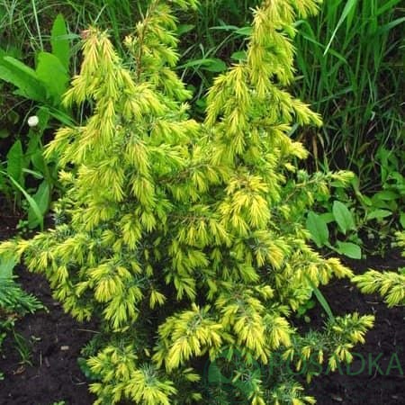 картинка Можжевельник обыкновенный Голдмахангел (Goldmachangel) 