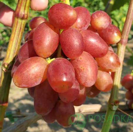 картинка Виноград Ямайка 