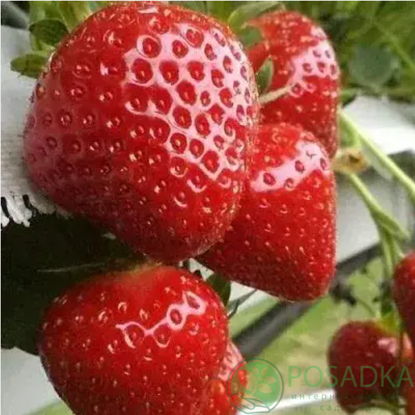 картинка Клубника Фенелла 