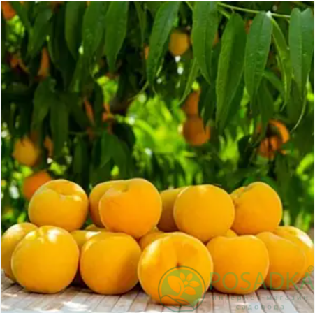 картинка Гибрид (персик - абрикос) Ромео 