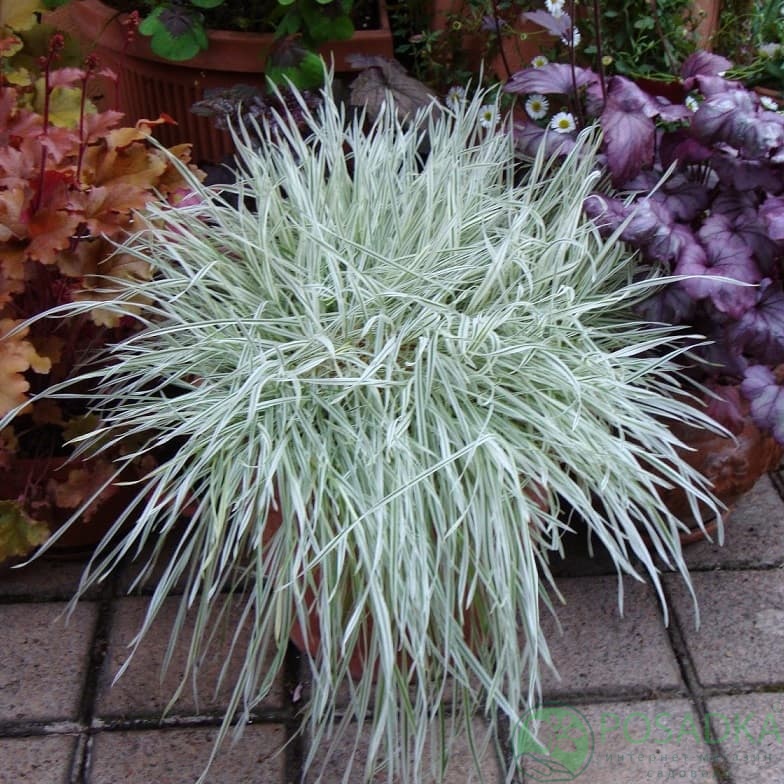 картинка Бухарник мягкий Jackdaws Cream 