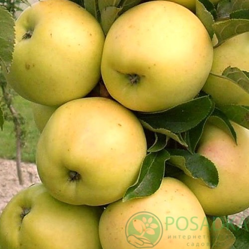 картинка Яблоня колоновидная Болеро 