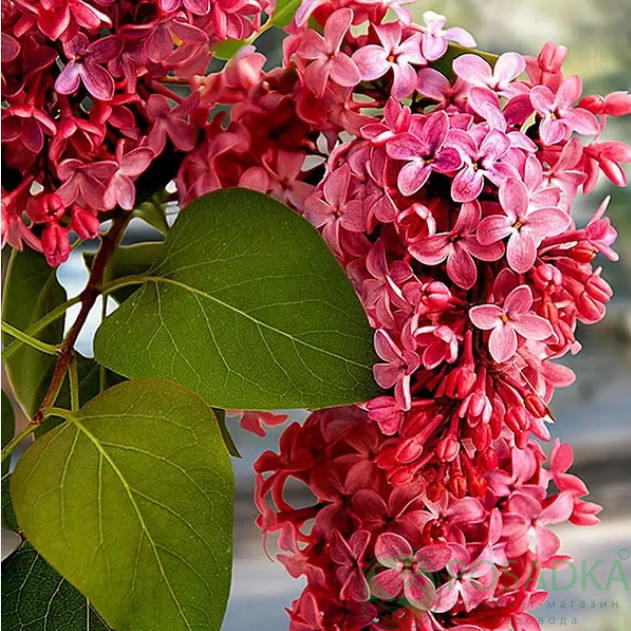 картинка Сирень Ред Пикси (Syringa Red Pixie) 