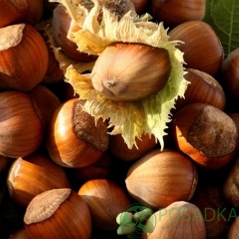 картинка Фундук Косфорд (двухлетний) 