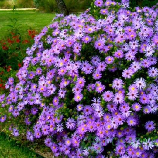 картинка Астра кустарниковая Early Blue картинка Астра кустарниковая Early Blue
