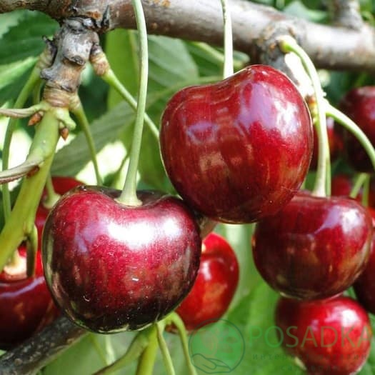 картинка Черешня Кордия 