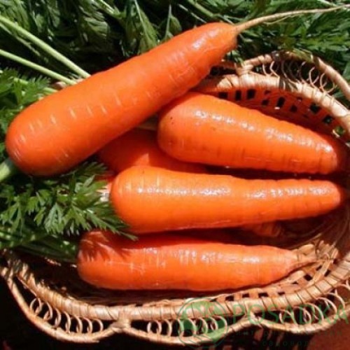 картинка Семена Морковь Московская зимняя 20гр, SeedEra 