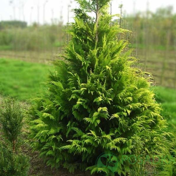 картинка Кипарисовик Лавсона Golden Wonder 