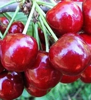 картинка Черешня Феровия 