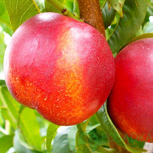 картинка Нектарин колоновидный Сочный 