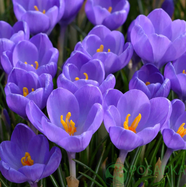 картинка Крокус Hummingbird  картинка Крокус Hummingbird