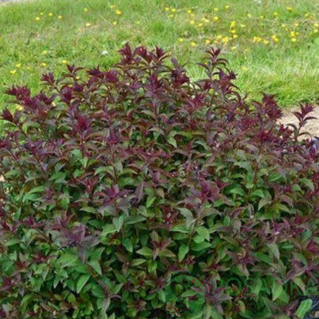 картинка Спирея японская 'Мерло Грин' 