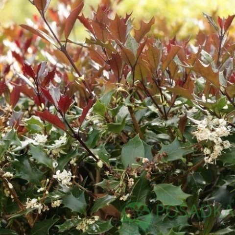 картинка Османтус разнолистный Purpureus 