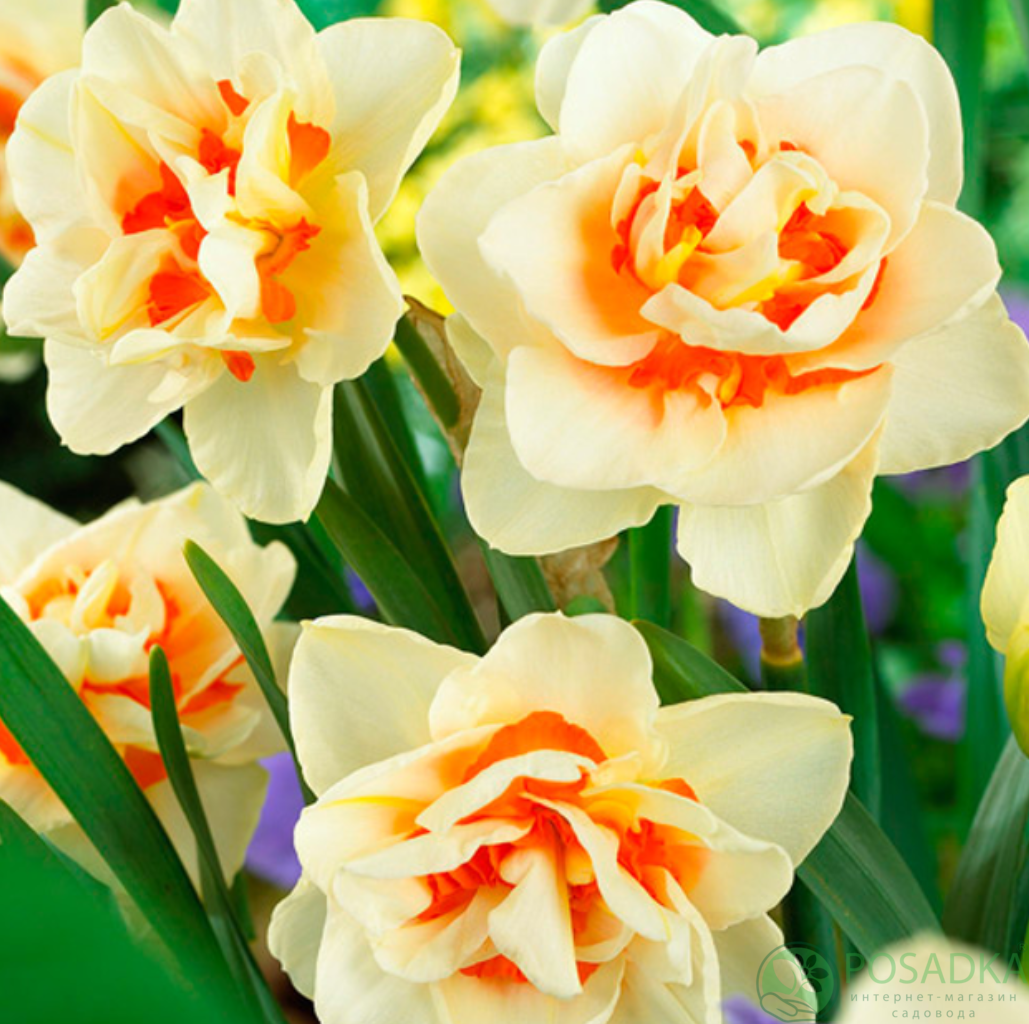 картинка Нарцисс Double Fashion (3 шт) 