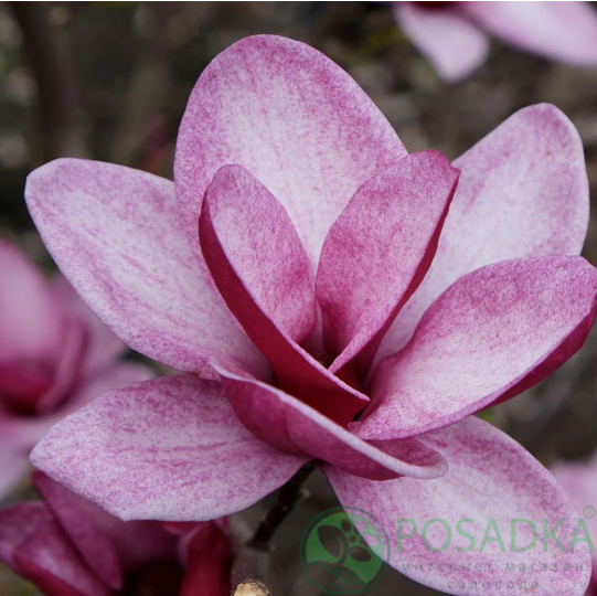 картинка Магнолия Starburst PBR 