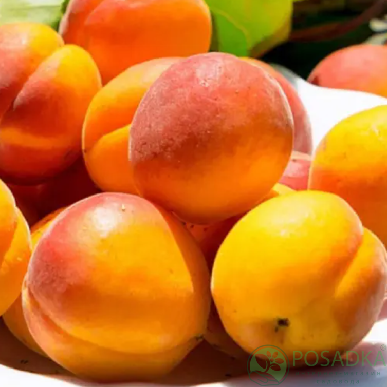 картинка Абрикос Сын Табарзы 