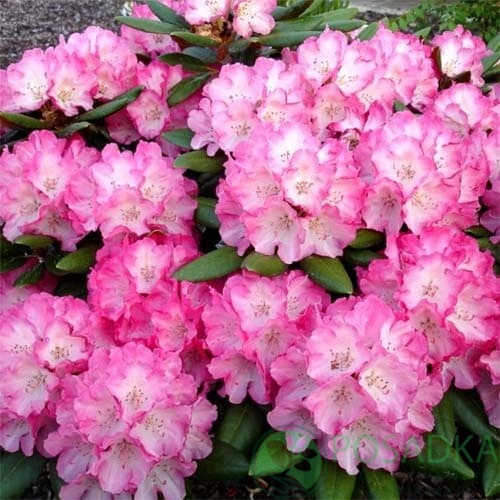 картинка Рододендрон якушиманский Fantastica 