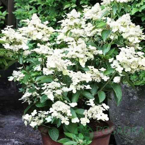 картинка Гортензия метельчатая 'Prim White` 