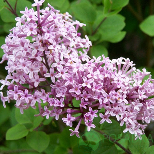 картинка Сирень мейера Flowerfesta Рink 2л 