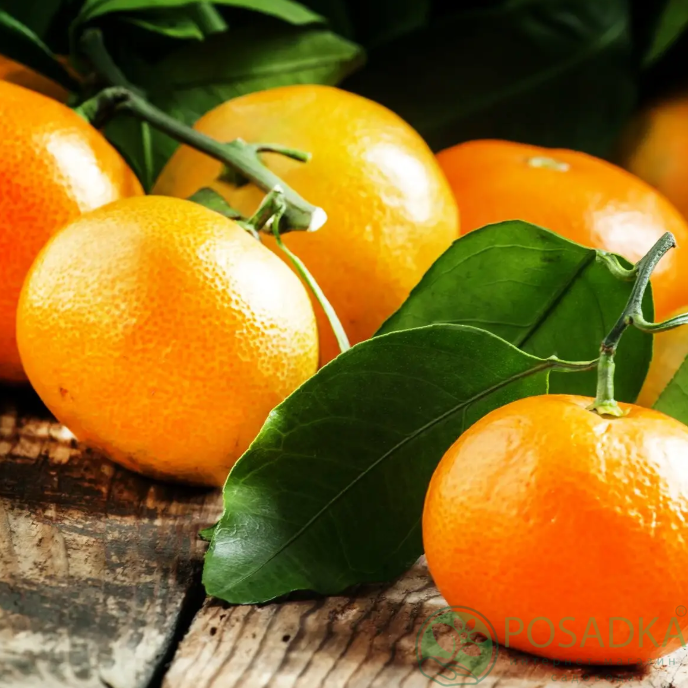 картинка Мандарин Уншиу (контейнер Р14) 