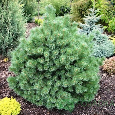 картинка Сосна обыкновенная Sandringham 