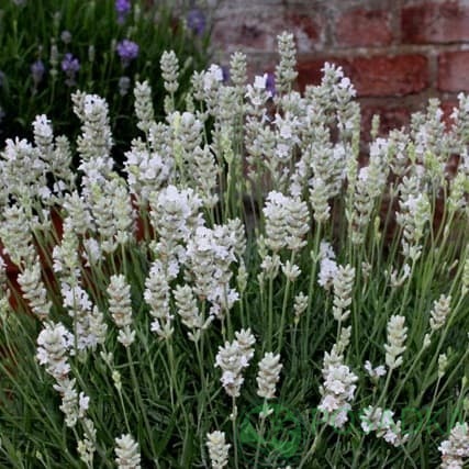 картинка Лаванда узколистная Альба (контейнер р9) 