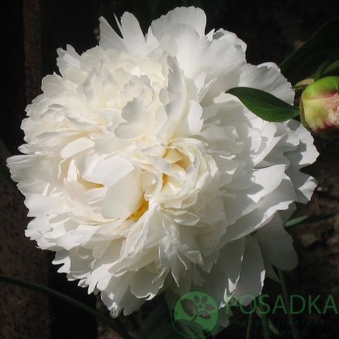 картинка Пион травянистый Bowl of Cream 