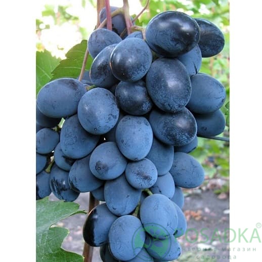 картинка Виноград Махаон 