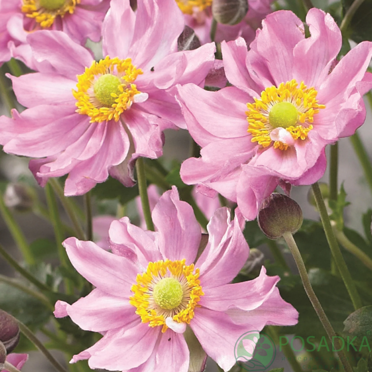картинка Anemone Fantasy Pocahontas 