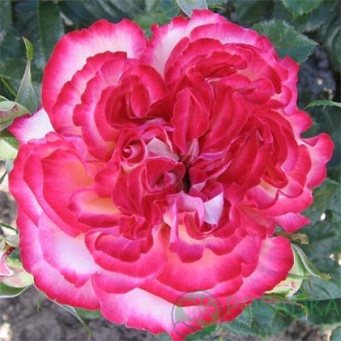 картинка Роза чайно-гибридная Маврикий 