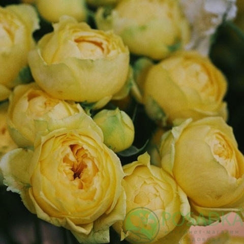 картинка Роза бордюрная Katalina 