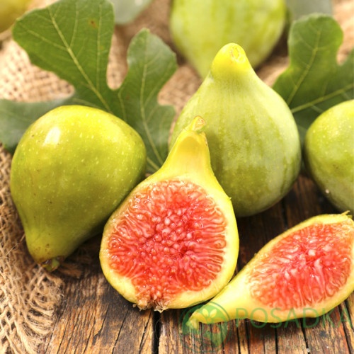 картинка Инжир Verdal  картинка Инжир Verdal