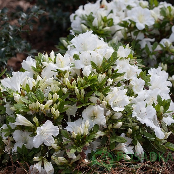 картинка Рододендрон японский Pleasant White 