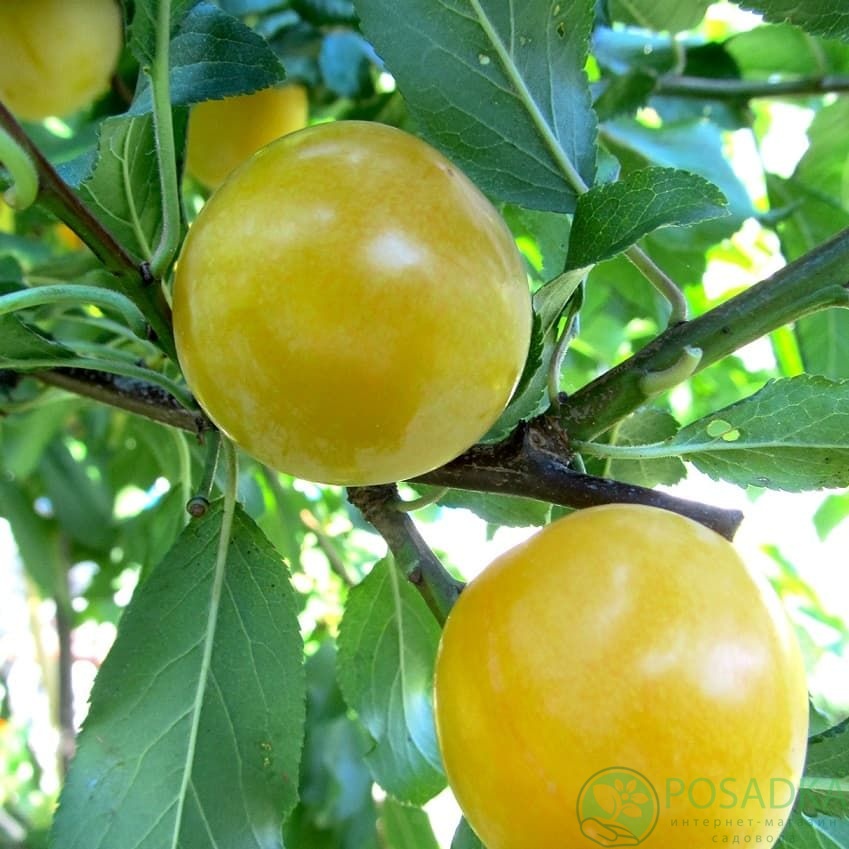 картинка Алыча Эрли Голд 