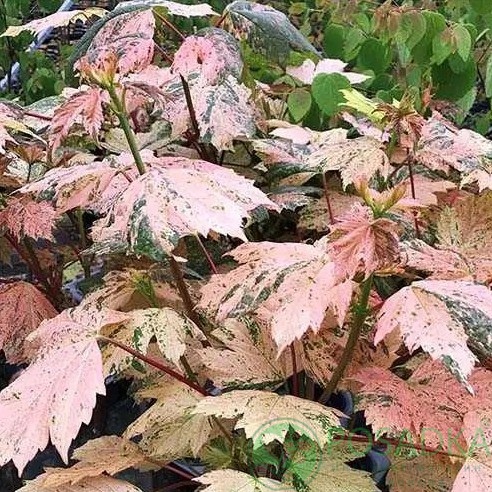 картинка Клен псевдоплатановый Эрмитаж 10л 