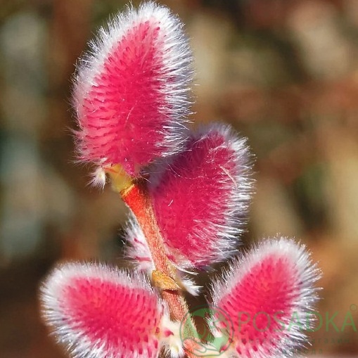 картинка Ива тонкостолбиковая Mount Aso (штамб 130 - 150 см)  картинка Ива тонкостолбиковая Mount Aso (штамб 130 - 150 см)