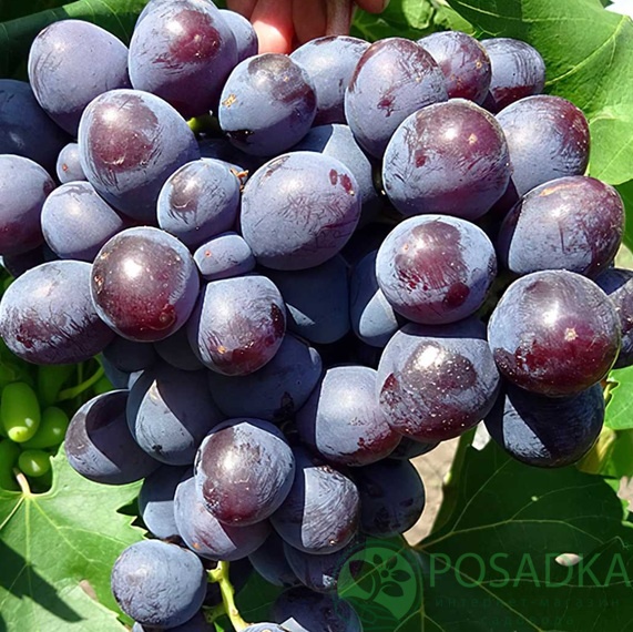 картинка Виноград Подарок Несветая 