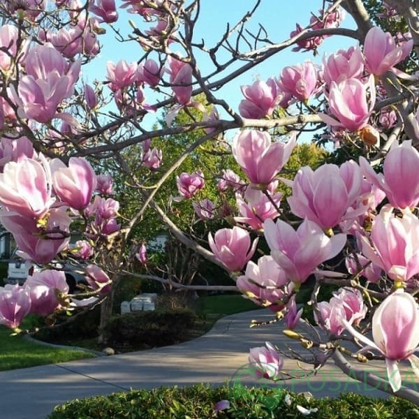 картинка Магнолия Пинки (Pinkie) 