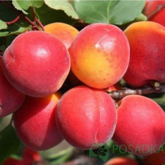 картинка Абрикос Харогем 