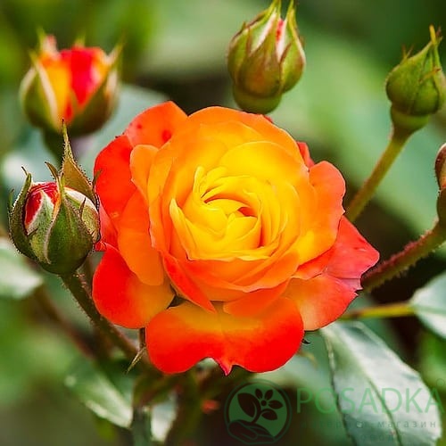 картинка Роза флорибунда Rumba 3л 