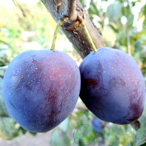 картинка Слива Вижен 