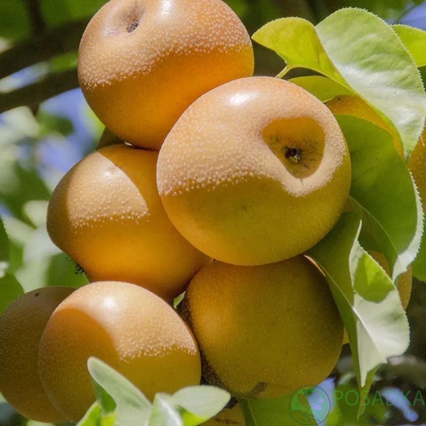 картинка Груша азиатская Хосу 